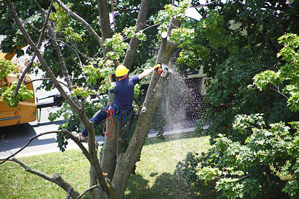 How Our Tree Care Process Works  in  Bishop, TX